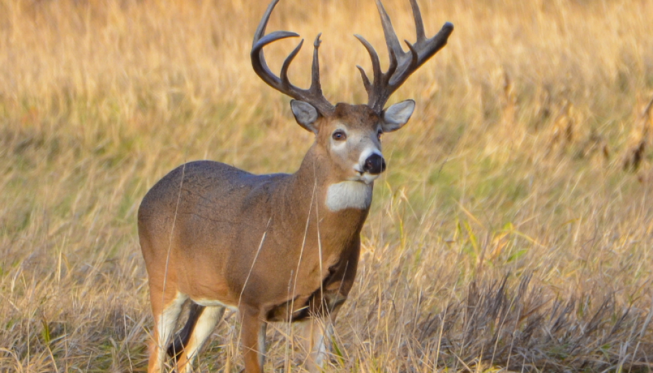 Je souhaite me lancer dans l’élevage de cerfs